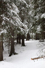winter in the forest, pineforest. 