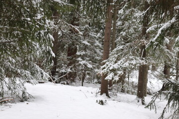 winter in the forest, pineforest. 