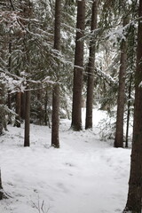 winter in the forest, pineforest. 