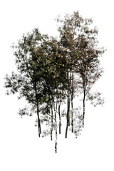 tree isolated on white