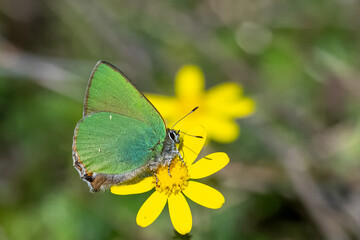 Fototapeta premium Lycaenidae / Zümrüt / Green Hairstreak / Callophrys rubi