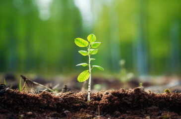 A birch tree sapling. A small green tree in the forest. Environmental protection. A new sapling is...