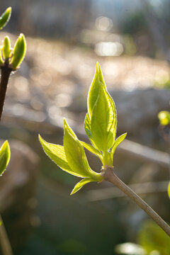 Jasminstrauch Fr&uuml;hling Bl&auml;tter Blattknospen Sonne