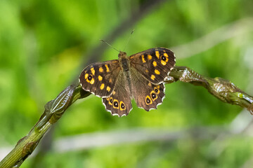 Satyridae / Karanlık Orman Esmeri / Speckled Wood / Pararge aegeria