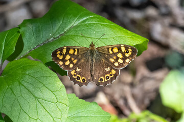 Satyridae / Karanlık Orman Esmeri / Speckled Wood / Pararge aegeria