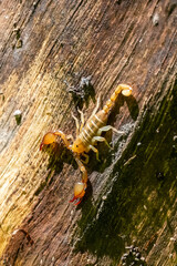 Akrep  (Euscorpius)