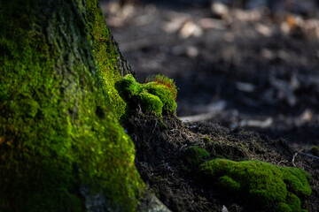 Green moss on a thick tree trunk. A high resolution.