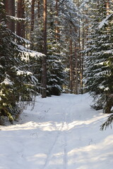 snow covered pine forest
