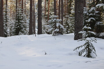 winter forest.