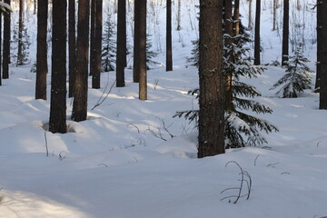 winter forest.