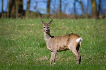 Capreolus capreolus european roe deer female on a field. Watching people walking around. Spring in Czech republic nature.