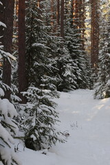 Fototapeta premium winter in the forest
