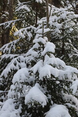 winter in the forest