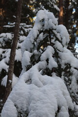 snow covered tree