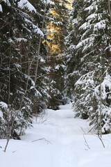 snow covered forest