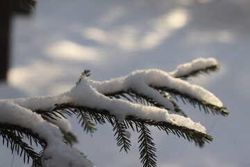snow covered pine tree