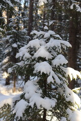 snow covered pine trees