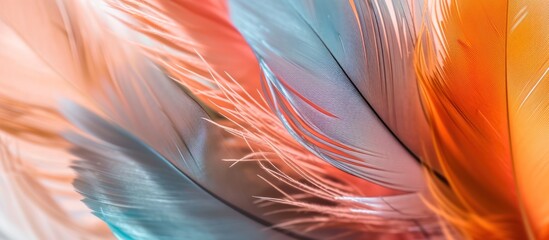 beautiful soft colorful feathers