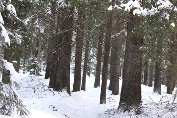 snow covered trees