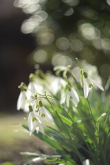 Snowdrops flowers on bokeh garden background with shiny bokeh lights, by old manual helios lens, swirly bokeh, soft focus.
