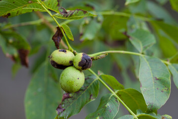 Juglans Regia  - Walnut tree affected by bacterial disease -  black spots on young nuts. - 767373313