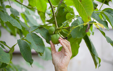 Juglans Regia  - Walnut tree affected by bacterial disease -  black spots on young nuts. - 767373317