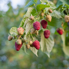 Fresh raspberry fruit in the soft fruit kitchen garden -  growing your own food. - 767373322