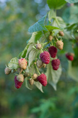 Fresh raspberry fruit in the soft fruit kitchen garden -  growing your own food. - 767373330