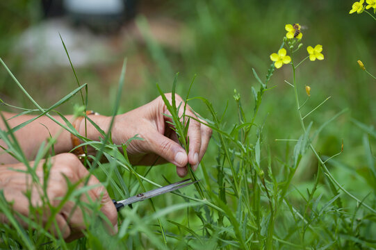 Wild rocket in a vegetable garden  -  harvest of green tasty leaves as a salad crop , perennial wild arugula - Diplotaxis tenuifolia