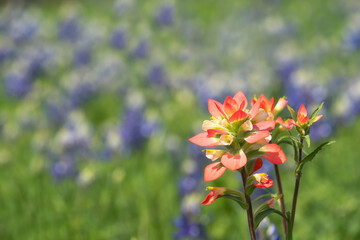 Close-up of Indian Paintbrush wildflower. Texas bluebonnets in the background. 