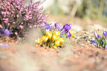 Blooming yellow and violet snow crocuses and pink bokeh erica flowers in early spring garden by helios lens, soft focus and swirly bokeh, vintage. - obrazy, fototapety, plakaty