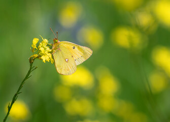 Orange Sulphur butterfly feeding on yellow wildflowers on a sunny spring day. Copy space. - 767374189