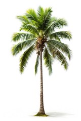 Palm tree isolated on white background