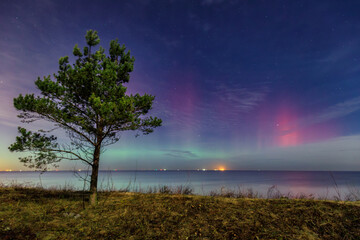 Northern lights over the Baltic Sea beach in Gdansk Sobieszewo with single pine tree, Poland.