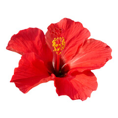 Red flower rose Hibiscus rosa sinensis in PNG isolated on transparent background