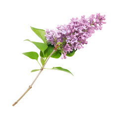 Violet lilac flowers branch in PNG isolated on transparent background