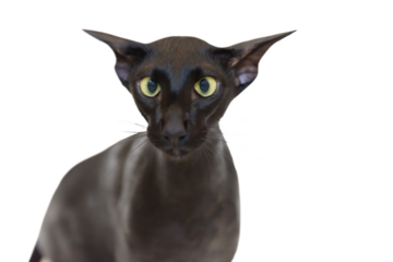 Black oriental funny cat in PNG isolated on transparent background