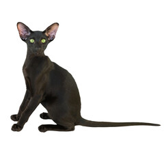 Black purebred oriental cat little kitten in PNG isolated on transparent background