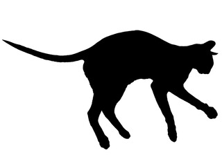 Black oriental cat silhouette with long black tail lying in PNG isolated on transparent background