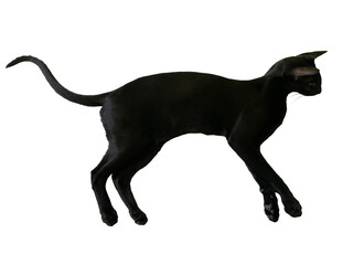 Black oriental cat with long black tail lying in PNG isolated on transparent background