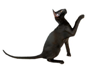 Black purebred oriental cat little kitten in PNG isolated on transparent background