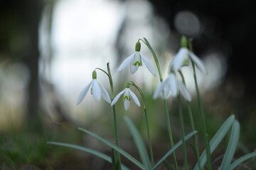 Snowdrops flowers on bokeh garden background with shiny bokeh lights, by old manual helios lens, soft focus.