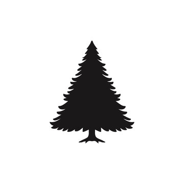 silhouette of pine tree
