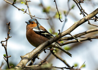 Chaffinch (Fringilla coelebs) - Widespread across Europe, Asia, and North Africa