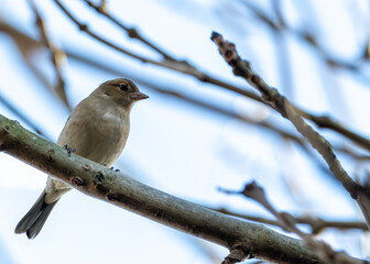 Chaffinch (Fringilla coelebs) - Widespread across Europe, Asia, and North Africa