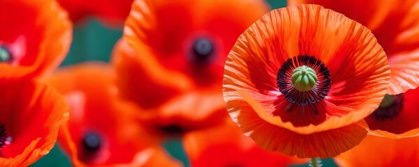 poppy flower - common poppy - Papaver rhoeas - obrazy, fototapety, plakaty