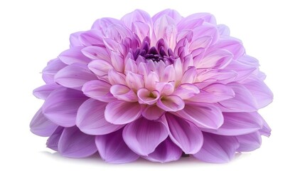 Shaggy Purple Dahlia Flower Isolated on White Background with Clipping Path - Closeup Shot