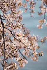 cherry tree blossom