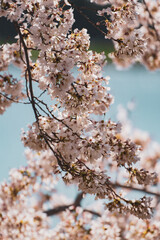 cherry tree blossom