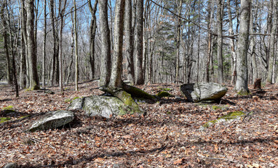 the landscape of  the woods of new england